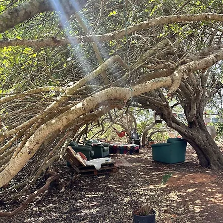 Pauls Caravan For 4 - The Horses From Your Bed *