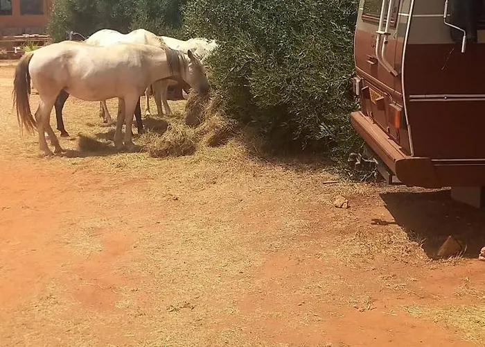 Prázdninový dům Pauls Caravan For 4 - The Horses From Your Bed
