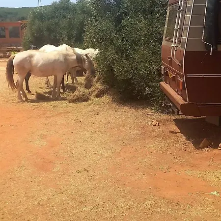 Nyaraló Pauls Caravan For 4 - The Horses From Your Bed